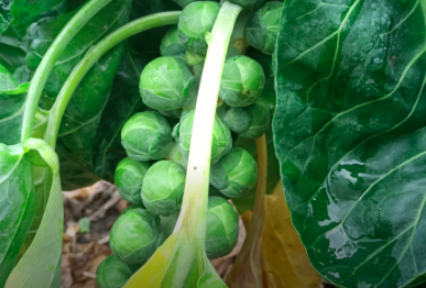 Scherm­afbeelding 2025-10-15 om 13.08.12