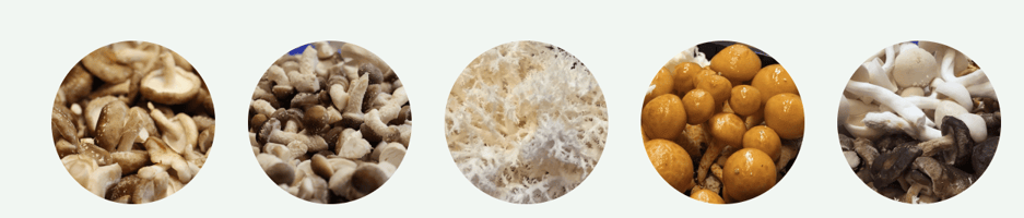 Foto: Website Eko shii-take