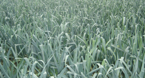 Foto: website jansen prei