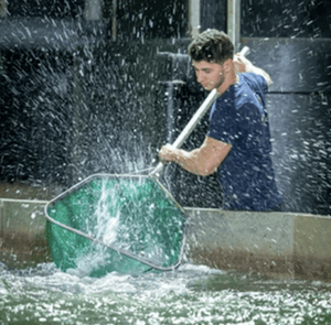 Foto: Website Kingfish Company