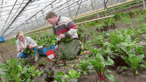 Foto: website groentennieuws.nl 