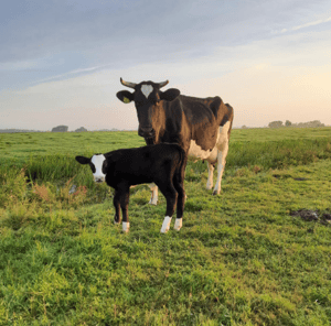 Foto: blijekoezuivel.nl