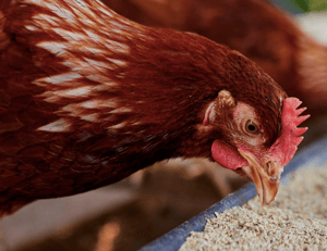 Foto: Roemburg Website