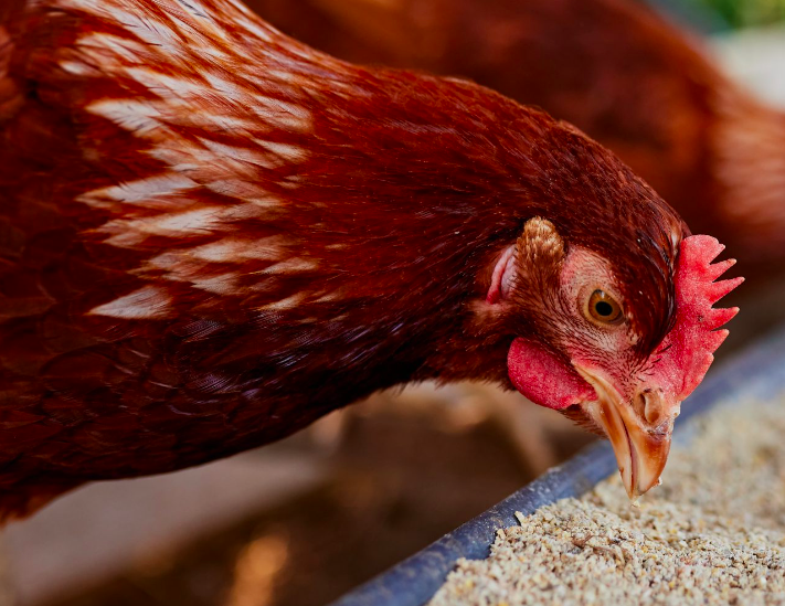 Schermafbeelding 2026-02-06 om 13.23.25