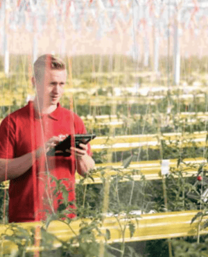 Foto: https://wimpeterskwekerijen.nl/