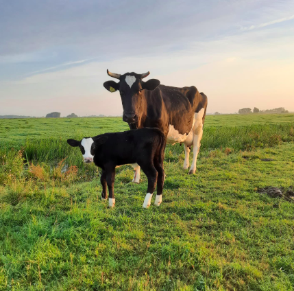 Foto: blijekoezuivel.nl