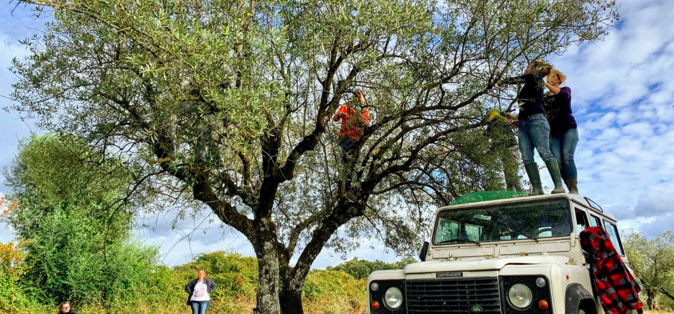 Foto: olivesandmore.nl