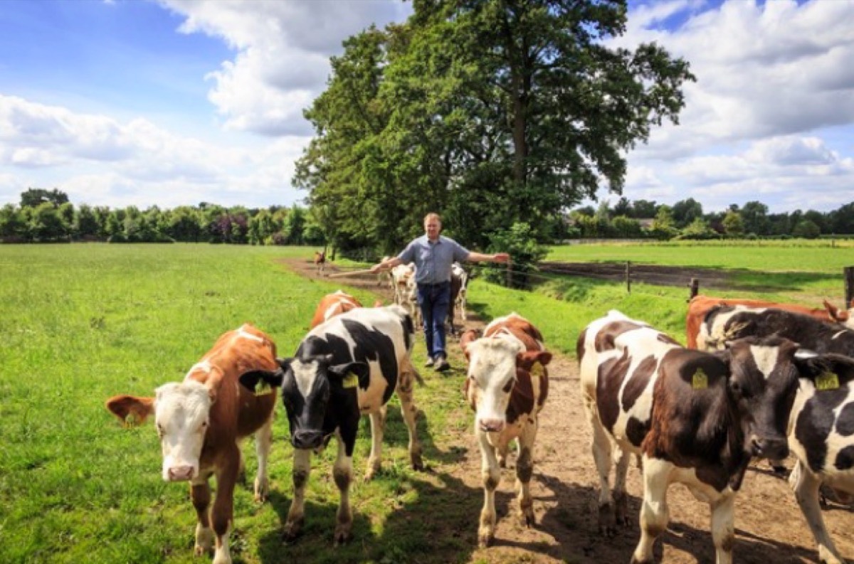Beeld van Farm Fields